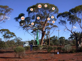 Illustration for article titled How To Find Buried Gold Using Trees